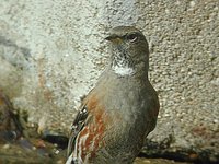 Alpine Accentor - Prunella collaris