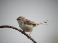 Graceful Prinia - Prinia gracilis