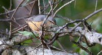 Cape Crombec - Sylvietta rufescens