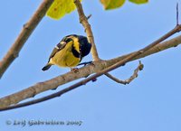 Elegant Tit - Pardaliparus elegans