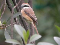 Brown Shrike - Lanius cristatus