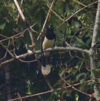 Black-chested Jay - Cyanocorax affinis