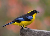 Blue-winged Mountain-Tanager - Anisognathus somptuosus