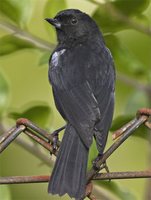 Glossy Flowerpiercer - Diglossa lafresnayii