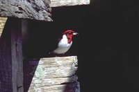 Red-capped Cardinal - Paroaria gularis