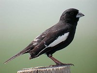 Lark Bunting - Calamospiza melanocorys