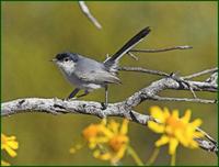 Black-tailed Gnatcatcher in Organ Pipe NM