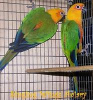 Jenday Conure