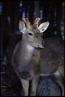 Sika Deer