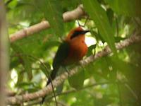 Rufous Motmot