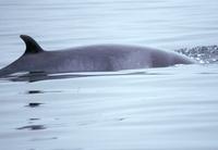 Minke Whale