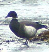 Black               brant (Branta nigricans)