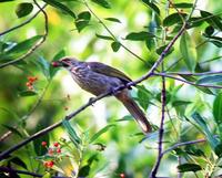 straw headed bulbul