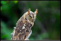 소쩍새(Otus scops Common Scops Owl)