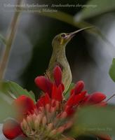 Yellow-eared Spiderhunter