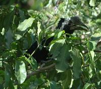 Silvery-cheeked Hornbill p.248