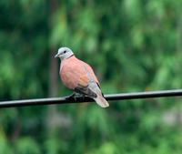 Red Collared Dove