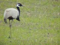 Demoiselle Crane (Grus virgo)