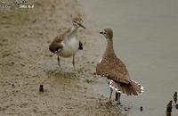 Tringa hypoleucos , 깝작도요 - Common Sandpiper