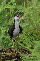 White-breasted Waterhen  Amaurornis phoenicurus