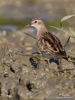 Long-toed Stint (Provisional ID)