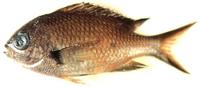 자리돔 Chromis notata (Temminck et Schlegel)