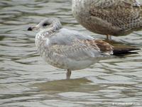 Goéland      à bec cerclé juvénile (Larus delawarensis)