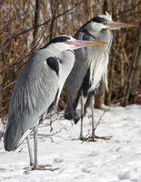 Grey Heron (Ardea cinerea)