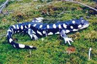 : Ambystoma californiense; California Tiger Salamander