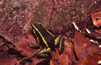 : Ameerega trivittata
