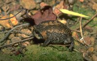 : Breviceps montanus; Mountain Rain Frog
