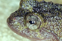 : Cycloramphus duseni