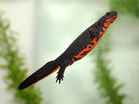 : Cynops orientalis; Chinese Fire Belly Newt