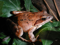 : Rana dalmatina; Agile Frog