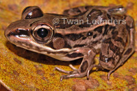 : Rana forreri; Forrer's Grass Frog