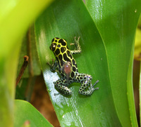 : Ranitomeya imitator; Imitating Poision Frog
