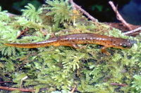 : Rhyacotriton variegatus; Southern Torrent Salamander