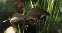 : Triturus cristatus; Great Crested Newt