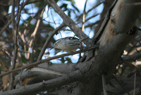 : Mniotilta varia; Black And White Warbler