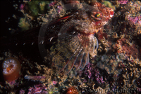 : Orthonopias triacis; Bluntnosed Sculpin