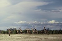 : Giraffa camelopardus giraffa; Southern Giraffe