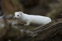 : Mustela erminea; Ermine