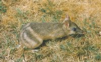 : Parameles fasciata; Eastern Barred Bandicoot