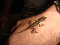 : Anolis limifrons; Slender Anole