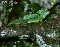 : Basiliscus plumifrons; Plumed Basilisk