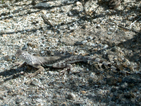 : Callisaurus draconoides rhodostictus; Western Zebra-tailed Lizard