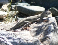 : Cophosaurus texanus; Greater Earless Lizard