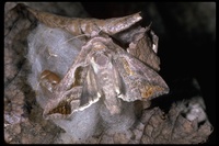 : Autographa olivacea