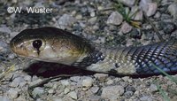 : Naja nubiae; Nubian Spitting Cobra