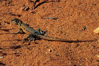 : Uta stansburiana; Side-blotched Lizard